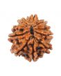 10 Mukhi Rudraksha (Nepal) 18.94 MM