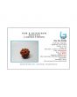 10 Mukhi Rudraksha (Nepal) 18.94 MM