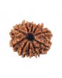 10 Mukhi Rudraksha (Nepal) 16.8 MM