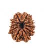 10 Mukhi Rudraksha (Nepal) 16.8 MM