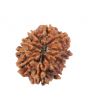 10 Mukhi Rudraksha (Nepal) 16.8 MM