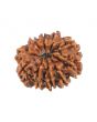 10 Mukhi Rudraksha (Nepal) 16.8 MM