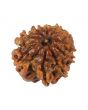 10 Mukhi Rudraksha (Nepal) 19.04 MM