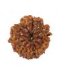 10 Mukhi Rudraksha (Nepal) 19.04 MM