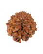 10 Mukhi Rudraksha (Nepal) 19.04 MM