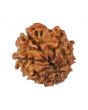 10 Mukhi Rudraksha (Nepal) 19.04 MM