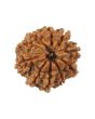 10 Mukhi Rudraksha (Nepal) 17.49 MM