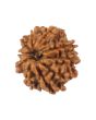 10 Mukhi Rudraksha (Nepal) 17.49 MM