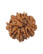 10 Mukhi Rudraksha (Nepal) 17.49 MM