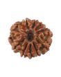 10 Mukhi Rudraksha (Nepal) 16.4 MM