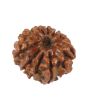 10 Mukhi Rudraksha (Nepal) 16.4 MM