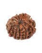 10 Mukhi Rudraksha (Nepal) 16.4 MM