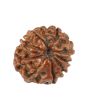10 Mukhi Rudraksha (Nepal) 16.4 MM