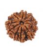 10 Mukhi Rudraksha (Nepal) 17.11 MM