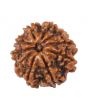 10 Mukhi Rudraksha (Nepal) 17.11 MM