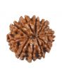 10 Mukhi Rudraksha (Nepal) 17.11 MM