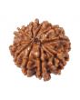 10 Mukhi Rudraksha (Nepal) 17.11 MM