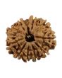 10 Mukhi Rudraksha (Nepal) 23.1 MM