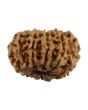 10 Mukhi Rudraksha (Nepal) 23.1 MM