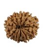 10 Mukhi Rudraksha (Nepal) 23.1 MM