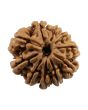 10 Mukhi Rudraksha (Nepal) 20.86 MM