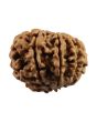 10 Mukhi Rudraksha (Nepal) 20.86 MM