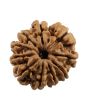 10 Mukhi Rudraksha (Nepal) 20.86 MM