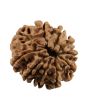 10 Mukhi Rudraksha (Nepal) 20.86 MM