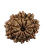 10 Mukhi Rudraksha (Nepal) 19.49 MM