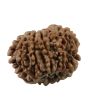 10 Mukhi Rudraksha (Nepal) 19.49 MM