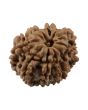 10 Mukhi Rudraksha (Nepal) 19.49 MM