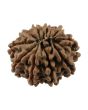10 Mukhi Rudraksha (Nepal) 19.49 MM