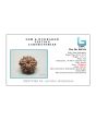 10 Mukhi Rudraksha (Nepal) 19.49 MM