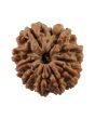 10 Mukhi Rudraksha (Nepal) 21.28 MM