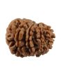 10 Mukhi Rudraksha (Nepal) 21.28 MM