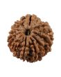 10 Mukhi Rudraksha (Nepal) 21.28 MM