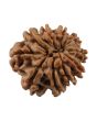 10 Mukhi Rudraksha (Nepal) 21.28 MM