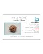 10 Mukhi Rudraksha (Nepal) 21.28 MM