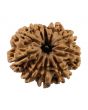 10 Mukhi Rudraksha (Nepal) 25.77 MM