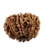 10 Mukhi Rudraksha (Nepal) 25.77 MM