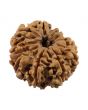 10 Mukhi Rudraksha (Nepal) 25.77 MM