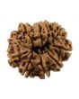 10 Mukhi Rudraksha (Nepal) 25.77 MM