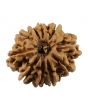 10 Mukhi Rudraksha (Nepal) 23.75 MM