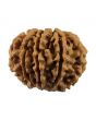 10 Mukhi Rudraksha (Nepal) 23.75 MM