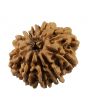 10 Mukhi Rudraksha (Nepal) 23.75 MM