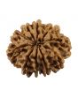 10 Mukhi Rudraksha (Nepal) 23.75 MM