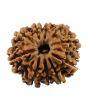 10 Mukhi Rudraksha (Nepal) 23.86 MM