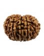 10 Mukhi Rudraksha (Nepal) 23.86 MM