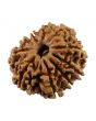 10 Mukhi Rudraksha (Nepal) 23.86 MM