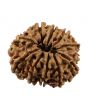 10 Mukhi Rudraksha (Nepal) 23.86 MM